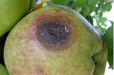 Fruit Cold Storages